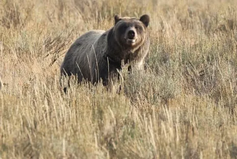 Hiker Assaulted by Wild Animal in Yellowstone Flown to Medical Facility
