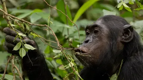 Chimpanzees Drinking the Equivalent of an Alcoholic Beverage Per Day from Overripe Produce, Investigation Shows