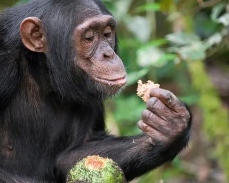 Apes Consume Daily Alcohol Equivalent to a Pint from Ripe Figs